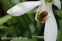 Gewöhnliche Schmalbiene (Lasioglossum calceatum) auf Schneeglöckchen (Galanthus nivalis) (C320360) Gewöhnliche Schmalbiene (Lasioglossum calceatum) auf Schneeglöckchen (Galanthus nivalis) (C320360)