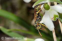Französische Feldwespe (Polistes dominula) auf Schneeglöckchen (Galanthus nivalis) (C320363) Französische Feldwespe (Polistes dominula) auf Schneeglöckchen (Galanthus nivalis) (C320363)
