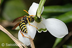 Französische Feldwespe (Polistes dominula) auf Schneeglöckchen (Galanthus nivalis) (C320373) Französische Feldwespe (Polistes dominula) auf Schneeglöckchen (Galanthus nivalis) (C320373)