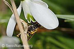 Französische Feldwespe (Polistes dominula) auf Schneeglöckchen (Galanthus nivalis) (C320378) Französische Feldwespe (Polistes dominula) auf Schneeglöckchen (Galanthus nivalis) (C320378)