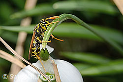 Französische Feldwespe (Polistes dominula) auf Schneeglöckchen (Galanthus nivalis) (C320380) Französische Feldwespe (Polistes dominula) auf Schneeglöckchen (Galanthus nivalis) (C320380)