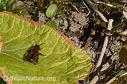 Zweifarbige Sandbiene (Andrena bicolor) (C320631)