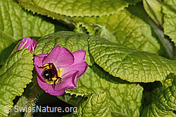 Zweifarbige Sandbiene (Andrena bicolor) an Stängellose Schlüsselblume (Primula acaulis) (C320632)