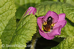 Zweifarbige Sandbiene (Andrena bicolor) an Stängellose Schlüsselblume (Primula acaulis) (C320635)