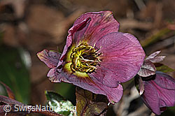 Östliche Nieswurz (Helleborus orientalis) (C320649)