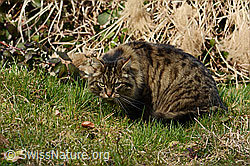 Hauskatze (Felis catus) (09.03.2025, C320653)