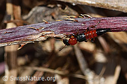 Uferkurzflügler (Paederus littoralis) (C320660)