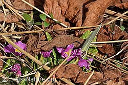 Zitronenfalter (Gonepteryx rhamni)