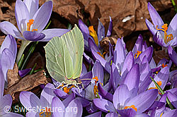 Zitronenfalter (Gonepteryx rhamni)