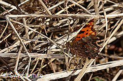 Polygonia c-album (C320681)