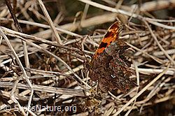 Polygonia c-album (C320682)