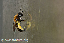 Zweifarbige Sandbiene (Andrena bicolor) (C320695)