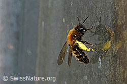 Zweifarbige Sandbiene (Andrena bicolor) (C320697)