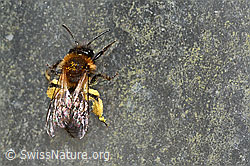 Zweifarbige Sandbiene (Andrena bicolor) (C320699)