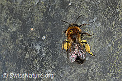 Zweifarbige Sandbiene (Andrena bicolor) (C320700)