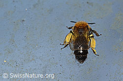 Zweifarbige Sandbiene (Andrena bicolor) (C320701)