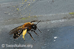 Zweifarbige Sandbiene (Andrena bicolor) (C320705)