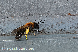 Zweifarbige Sandbiene (Andrena bicolor) (C320706)