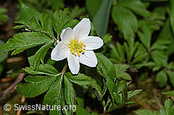Foto: Buschwindröschen (Anemone nemorosa)