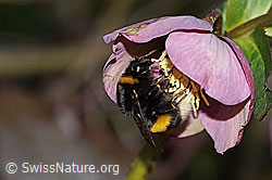 Dunkle Erdhummel (Bombus terrestris) an Sumpf-Kratzdistel (Cirsium palustre)