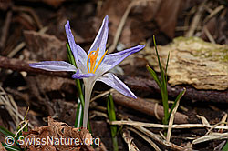 Frühlings-Krokus (Crocus albiflorus) (C320860)