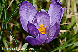 Frühlings-Krokus (Crocus albiflorus) (C320878)