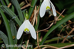 Schneeglöckchen (Galanthus nivalis) (C320881) Schneeglöckchen (Galanthus nivalis) (C320881)