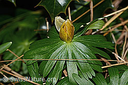Winterling (Eranthis hyemalis) (C320882) Winterling (Eranthis hyemalis) (C320882)