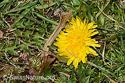 Gewöhnlicher Löwenzahn (Taraxacum officinale) (C320884) Gewöhnlicher Löwenzahn (Taraxacum officinale) (C320884)