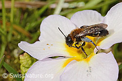 Stängellose Schlüsselblume (Primula acaulis)