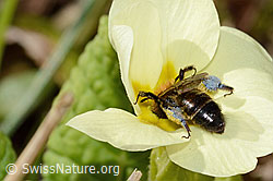 Zweifarbige Sandbiene (Andrena bicolor) an Stängellose Schlüsselblume (Primula acaulis) (C320896)
