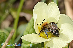 Zweifarbige Sandbiene (Andrena bicolor) an Stängellose Schlüsselblume (Primula acaulis) (C320897)