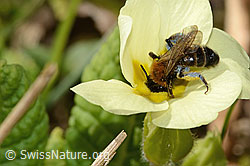 Zweifarbige Sandbiene (Andrena bicolor) an Stängellose Schlüsselblume (Primula acaulis) (C320901)