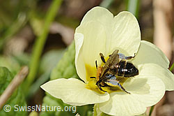 Zweifarbige Sandbiene (Andrena bicolor) an Stängellose Schlüsselblume (Primula acaulis) (C320904)