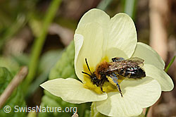 Zweifarbige Sandbiene (Andrena bicolor) an Stängellose Schlüsselblume (Primula acaulis) (20.03.2025, C320906)