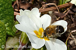 Frühlings-Pelzbiene (Anthophora plumipes) an Stängellose Schlüsselblume (Primula acaulis) (20.03.2025, C320927)