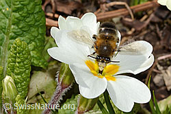 Frühlings-Pelzbiene (Anthophora plumipes) an Stängellose Schlüsselblume (Primula acaulis) (C320928)
