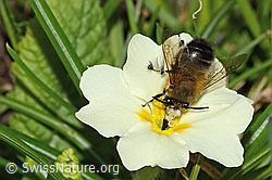 Frühlings-Pelzbiene (Anthophora plumipes) an Stängellose Schlüsselblume (Primula acaulis) (20.03.2025, C320932)