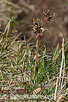 Feld-Hainsimse (Luzula campestris) (21.03.2025, C320963)