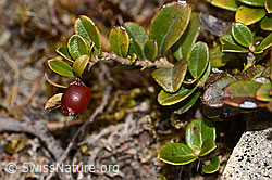 Preiselbeere (Vaccinium vitis-idaea) (C320987)
