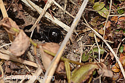 Feldgrille (Gryllus campestris) (C321072) Feldgrille (Gryllus campestris) (C321072)