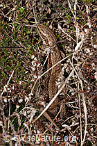 Waldeidechse (Zootoca vivipara) (C321082)