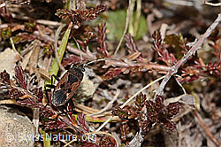 Rhyparochromus pini (Wanze) (C321117)
