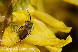Andrena praecox on Forsythia (C323002)