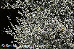 Prunus spinosa (C323014)