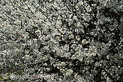 Prunus spinosa (C323015)