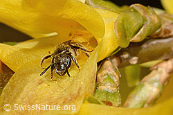 Gewöhnliche Schmalbiene (Lasioglossum calceatum) an Forsythie (Forsythia) (C323020)