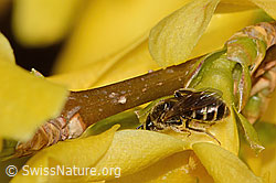 Gewöhnliche Schmalbiene (Lasioglossum calceatum) an Forsythie (Forsythia) (C323023)