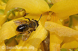 Foto: Glänzende Düstersandbiene (Andrena nitida) an Forsythie (Forsythia)