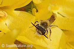 Andrena praecox on Forsythia (C323030)
